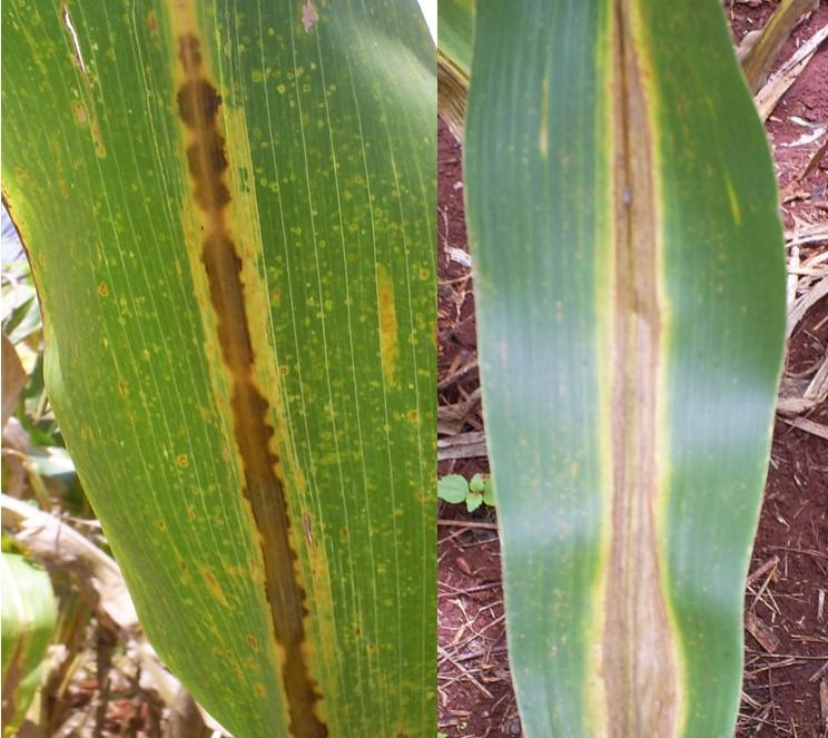 Antracnose Foliar