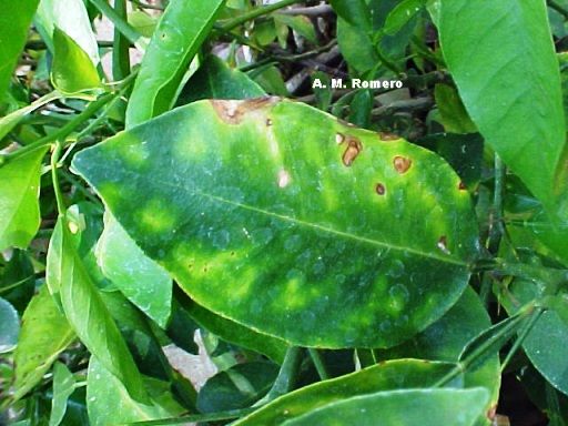 Clorose Variegada dos Citros