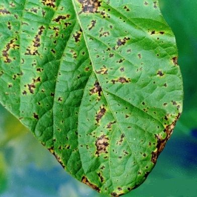 Crestamento Bacteriano