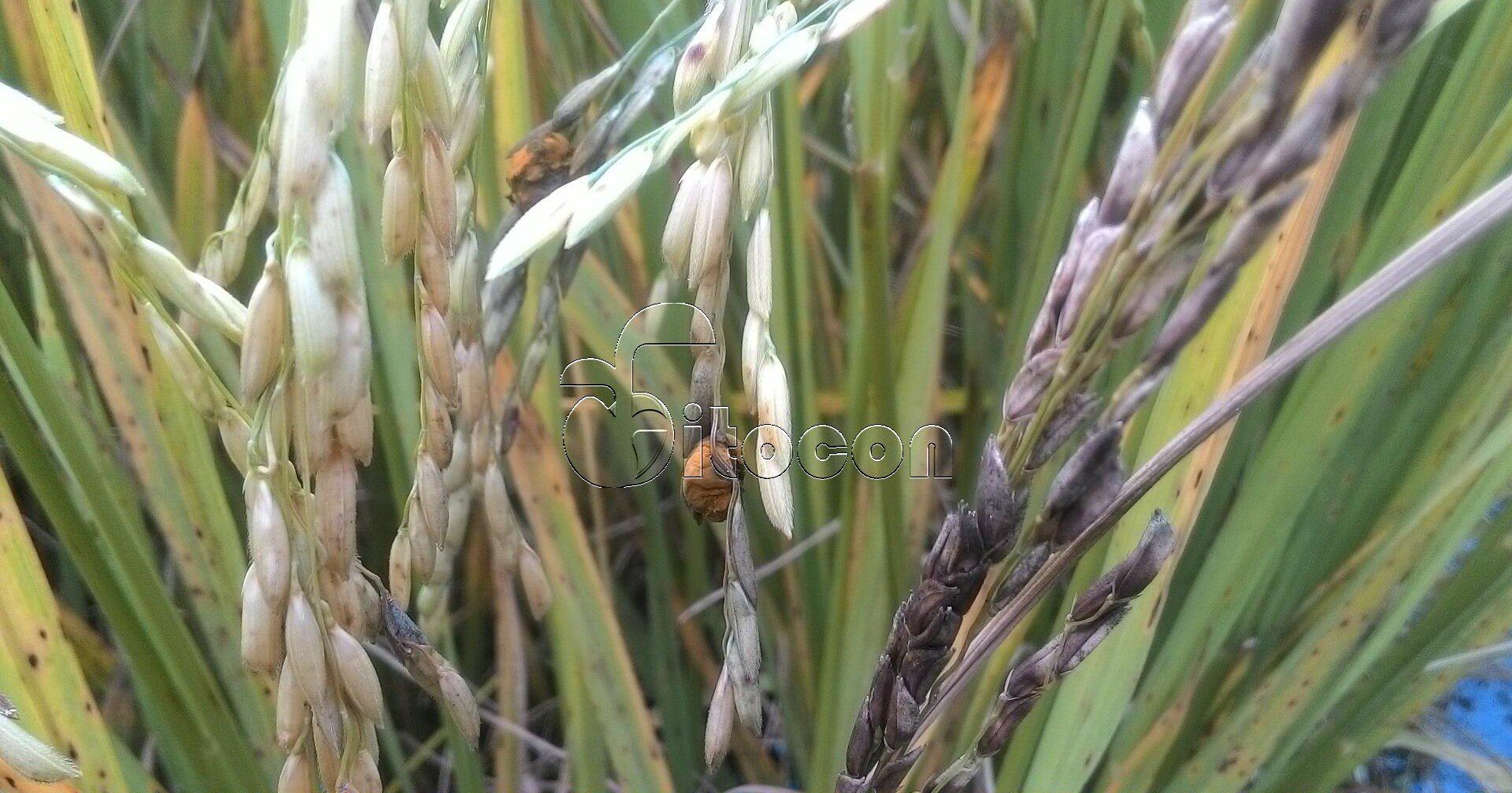 Falso Carvão do Arroz