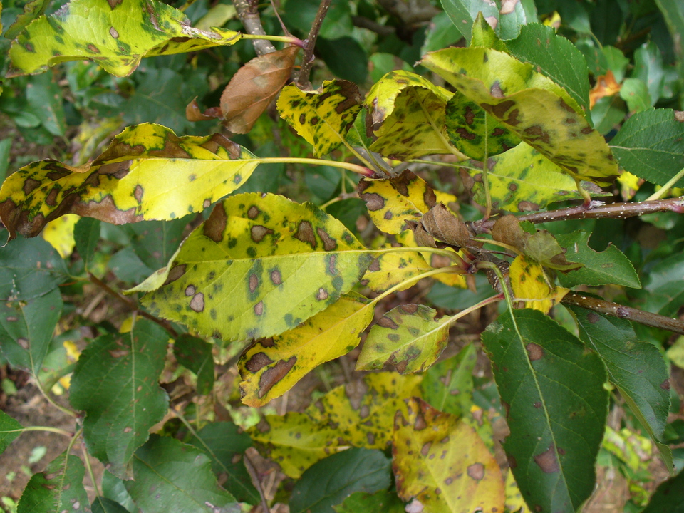 Mancha Foliar de Glomerella