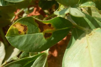 Mancha de Phyllosticta