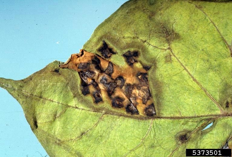 Murcha Bacteriana do Girassol
