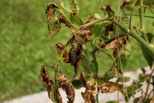 Murcha de Verticillium do Tomate