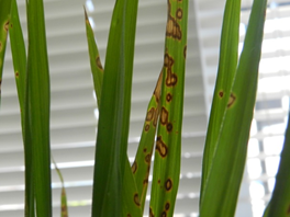 Mancha Ocelada do Arroz
