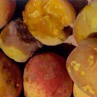 Podridão de Fruto da Ameixa