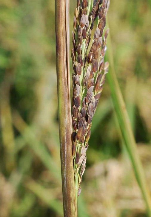 Podridão da Bainha do Arroz