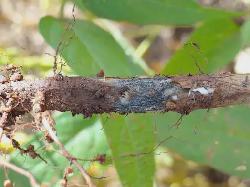 Podridão de Macrophomina no Sorgo