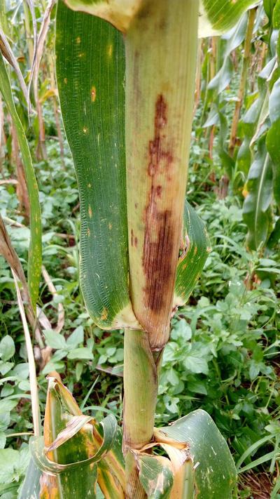 Podridão Bacteriana da Haste do Sorgo