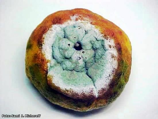 Podridão de Penicillium da Maçã