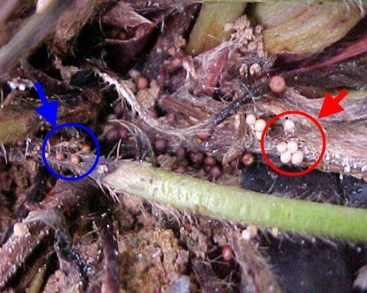 Podridão de Sclerotium