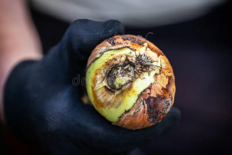 Podridão Negra da Cebola
