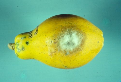 Podridão de Rhizopus no Girassol