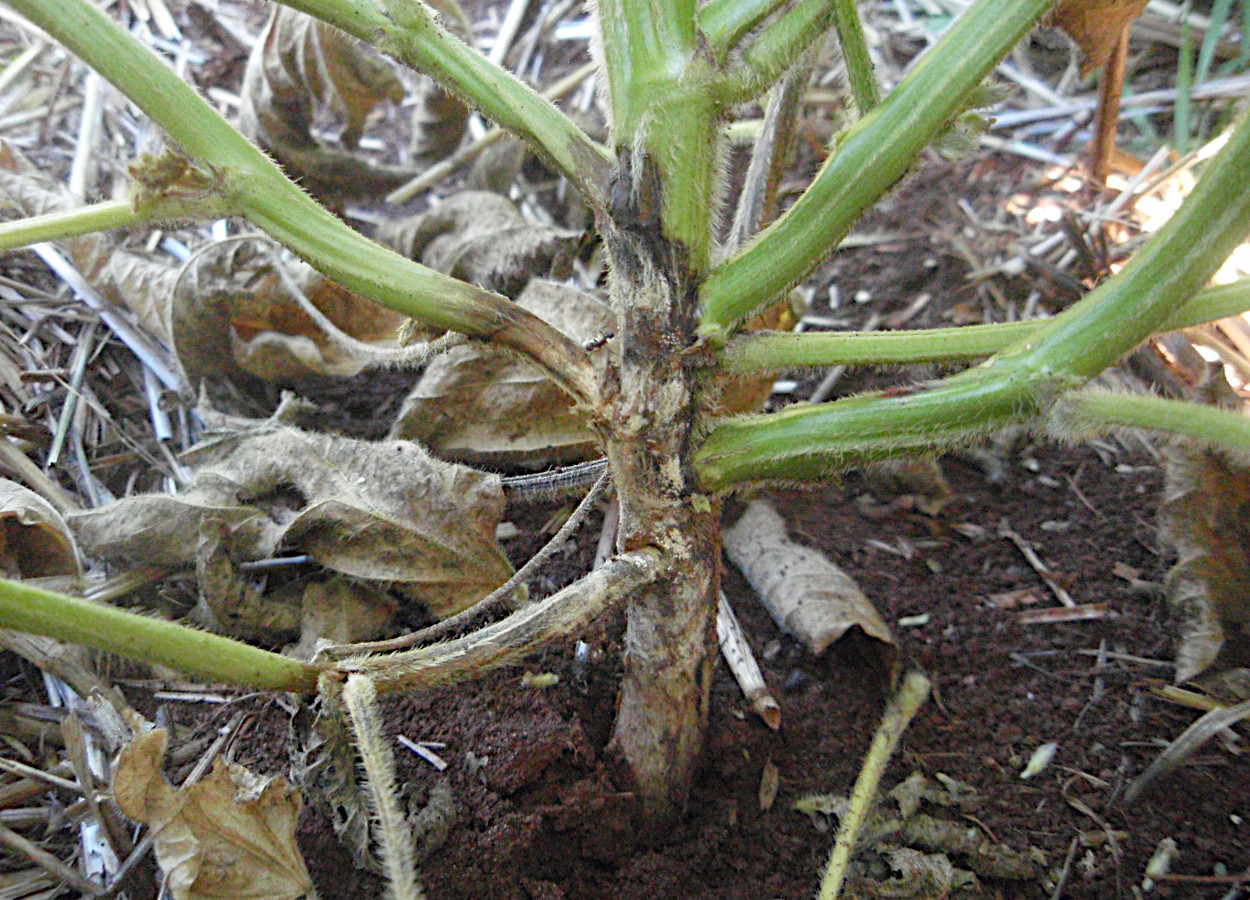 Podridão de Phytophthora