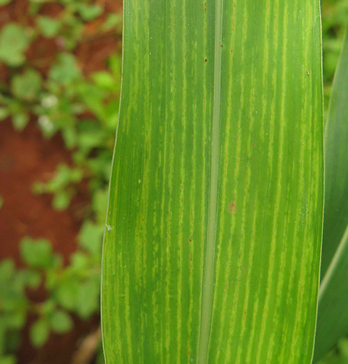 Vírus do Mosaico no Sorgo