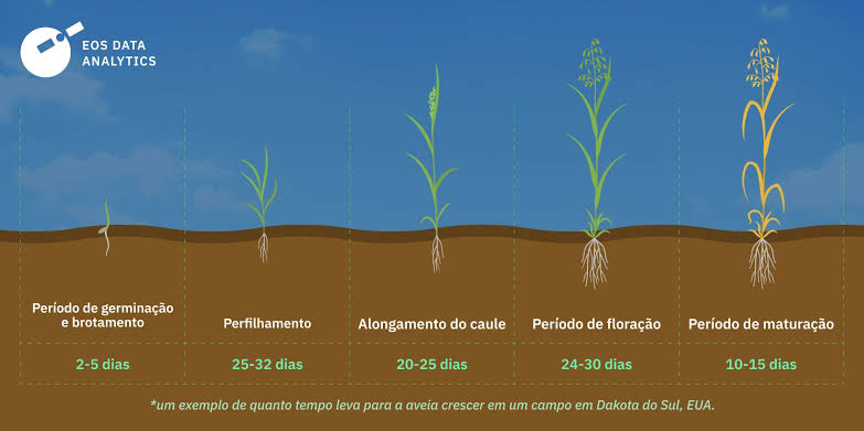 Aveia em estágio vegetativo