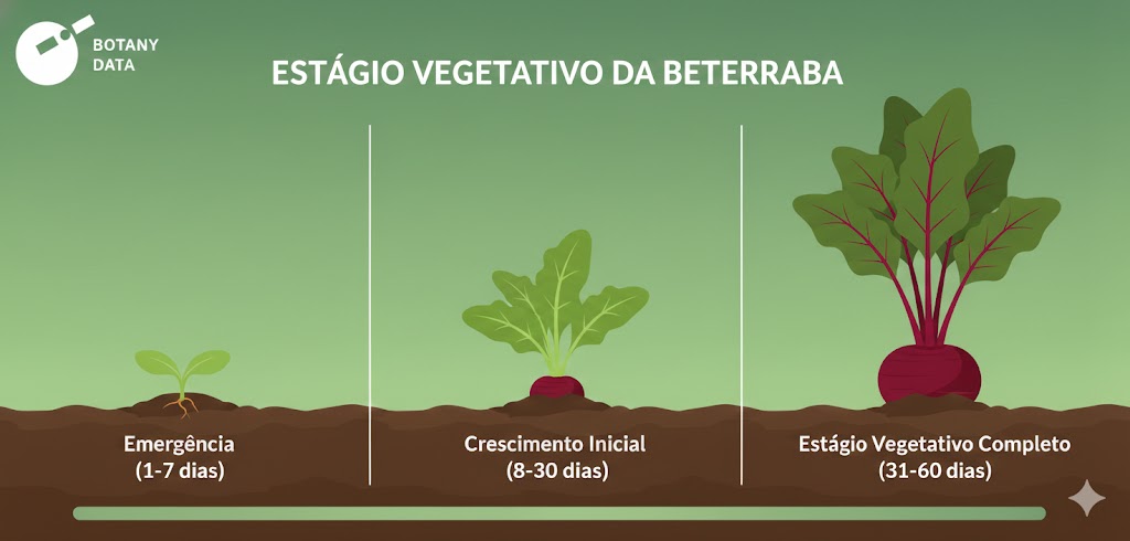 Beterraba em estado vegetativo