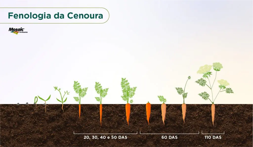 Cenoura em estado vegetativo