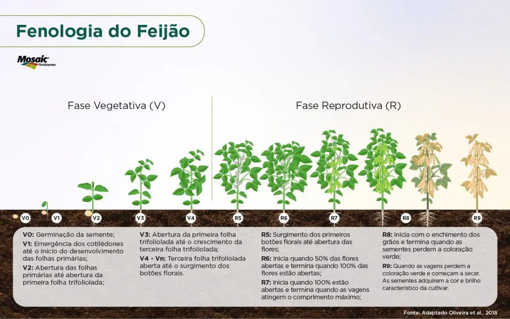 Feijão em estágio vegetativo