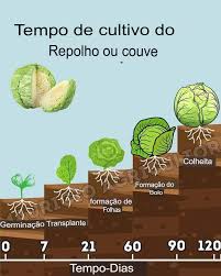 Repolho em estado vegetativo