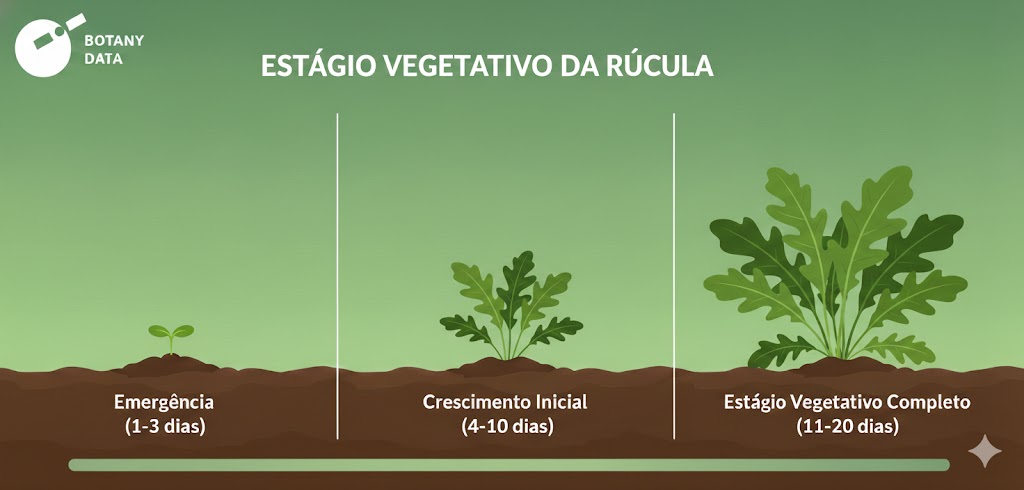 Rúcula em estado vegetativo