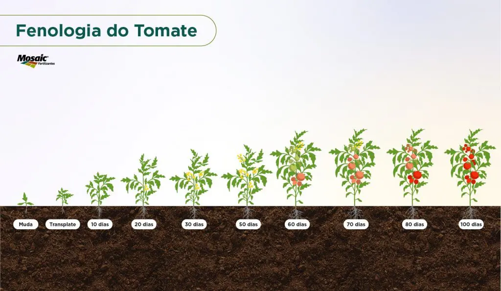 Tomate em estado vegetativo