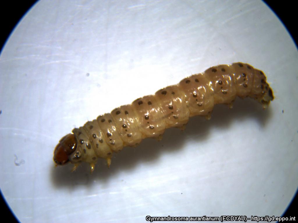 Bicho-Furão (Broca-do-Fruto)