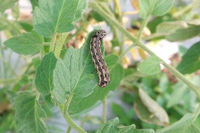 Lagartas Desfolhadoras