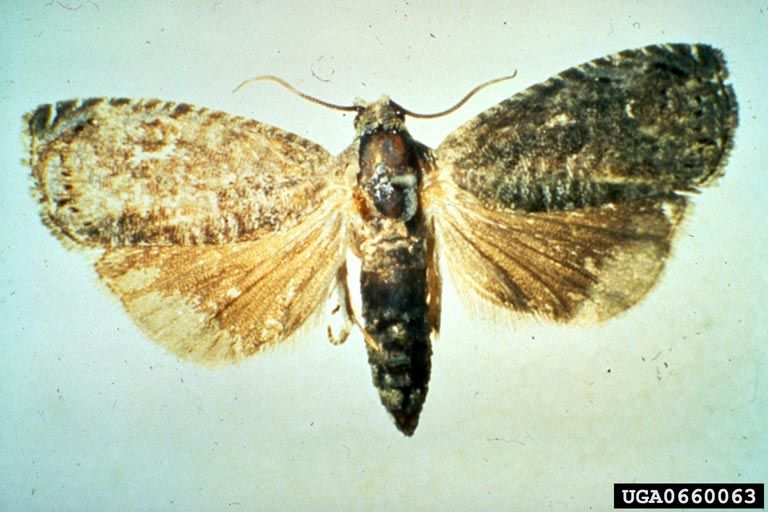 Grafolita (Mariposa-oriental)