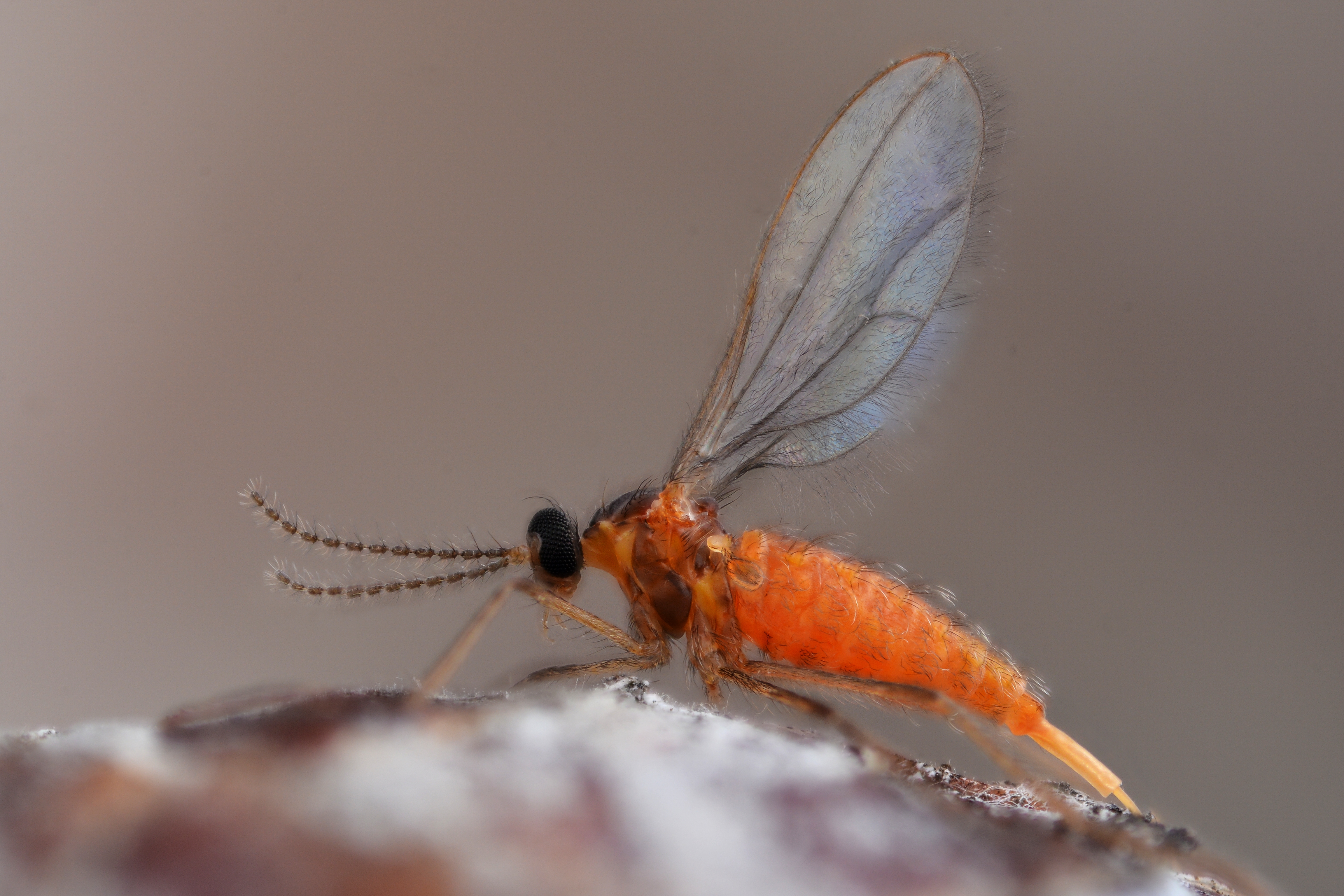 Mosca-do-Sorgo