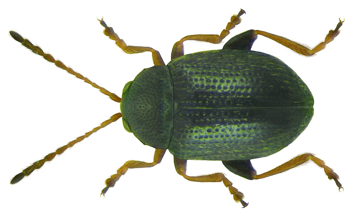 Pulga-da-Cenoura