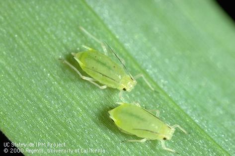 Pulgão-Verde-dos-Cereais
