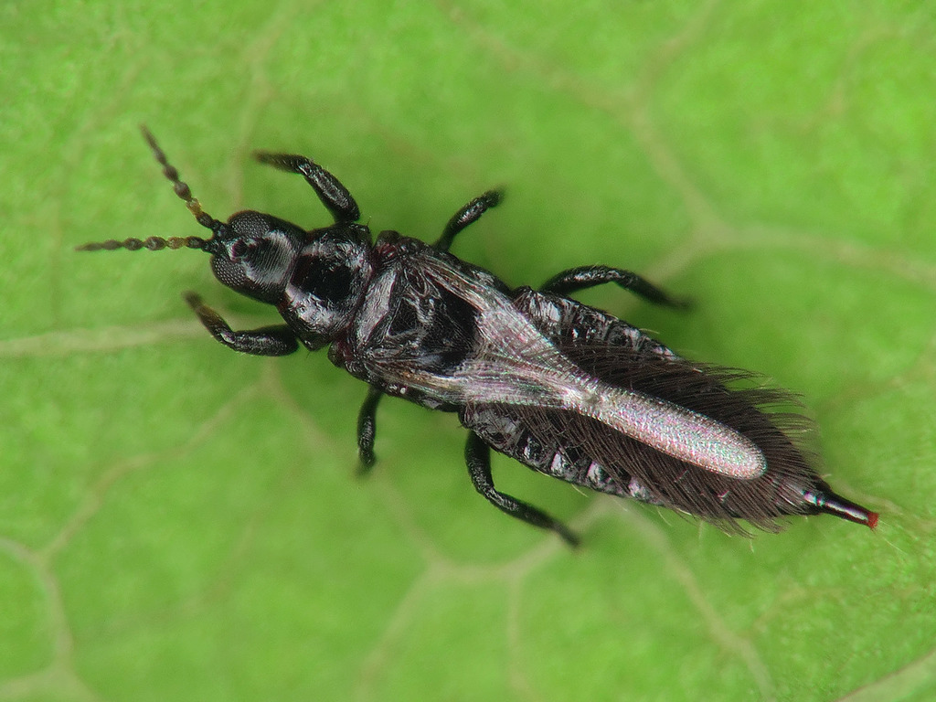 Tisanópteros
